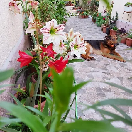 Kodra Bed & Breakfast Tirana