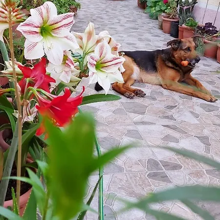 Kodra Bed & Breakfast