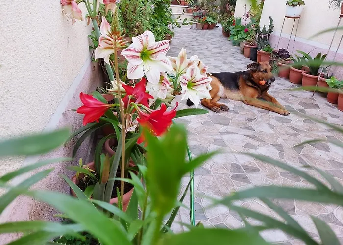 Kodra Panzió Tirana