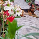 Kodra Bed & Breakfast