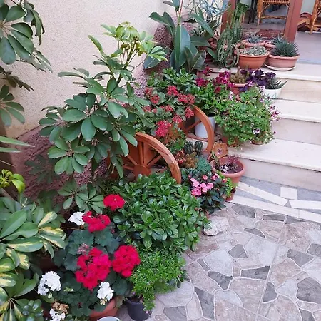 Kodra 地拉那